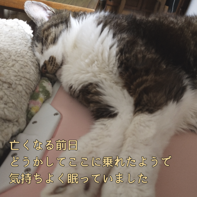 うちのねこまた